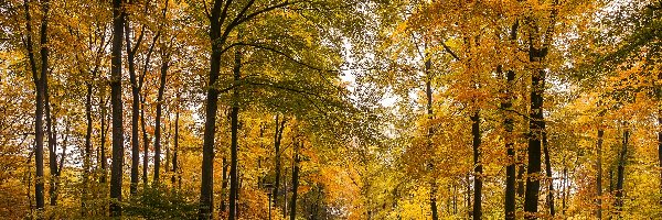 Żółte, Jesień, Droga, Liście, Las, Drzewa