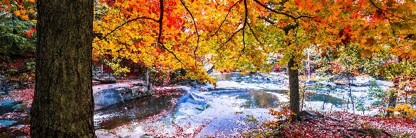 Drzewa, Liście, Jesień, Rzeka
