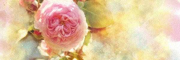 Róże różowe, Akwarela, Kwiaty, Pąki Alberto Guillen, Reprodukcja obrazu, Grafika