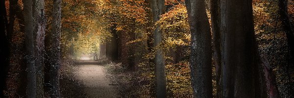 Las, Pożółkłe, Liście, Jesień, Drzewa, Droga