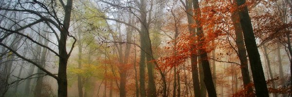 Poranek, Drzewa, Kolorowe, Las, Jesień, Mgła, Liście