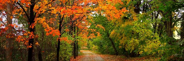 Kolorowe, Droga, Jesień, Liście, Drzewa, Park