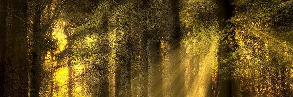Las, Przebijające światło, Drzewa, Zielony