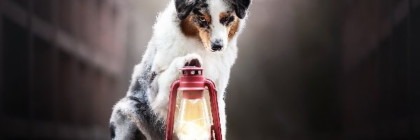 Lampa, Owczarek australijski, Pies