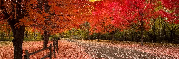 Ogrodzenie, Jesień, Czerwone, Drzewa, Park, Ścieżka, Liście