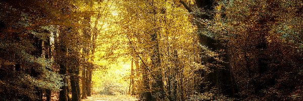 Droga, Drzewa, Las liściasty, Jesień