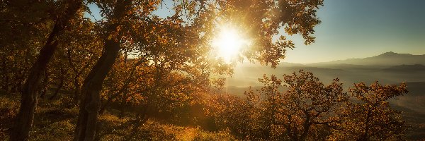 Promienie słońca, Jesień, Wzgórza, Drzewa