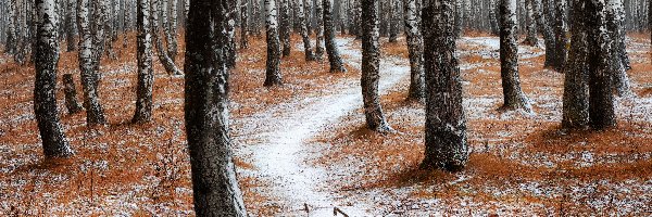 Las, Śnieg, Drzewa, Zima, Droga