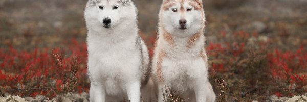 Psy, Rośliny, Siberian husky, Dwa