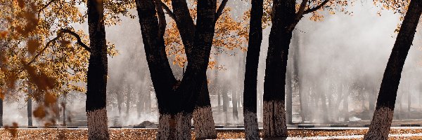 Liście, Drzewa, Pożółkłe, Mgła, Park, Jesień