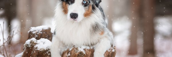 Owczarek australijski, Śnieg, Pień, Pies