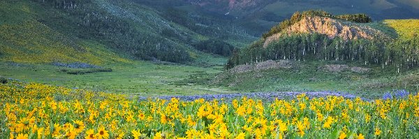 Kwiaty, West Elk Mountains, Stany Zjednoczone, Żółte, Wzgórze, Drzewa, Lasy, Góry, Dolina, Kolorado