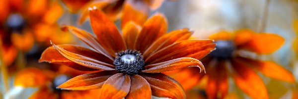 Rudbekia, Pomarańczowa, Kwiat