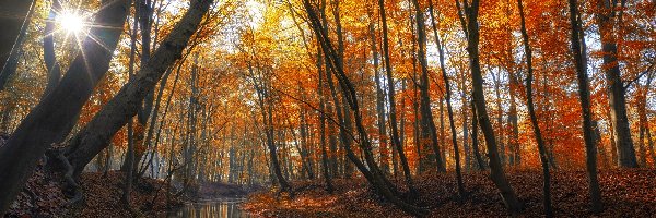 Las, Rzeka, Drzewa, Jesień, Promienie słońca, Poranek
