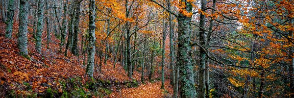 Las, Ścieżka, Drzewa, Jesień, Liście