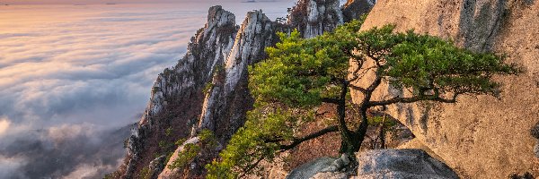 Mgła, Skały, Korea Południowa, Prowincja Gyeonggi-do, Sosna, Góra Dobongsan, Park Narodowy Bukhansan, Góry