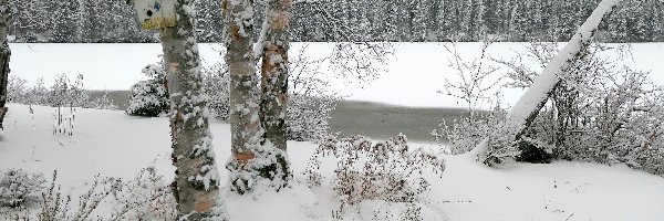 Jezioro, Drzewa, Karmnik, Śnieg, Las, Zima