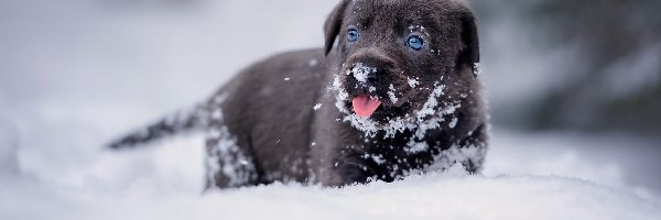 Pies, Labrador retriever, Szczeniak, Śnieg, Zima