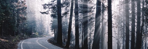 Las, Mgła, Drzewa, Przebijające światło, Zakręt, Droga