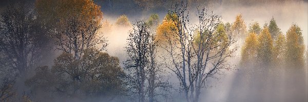 Drzewa, Jesień, Mgła, Jesienne