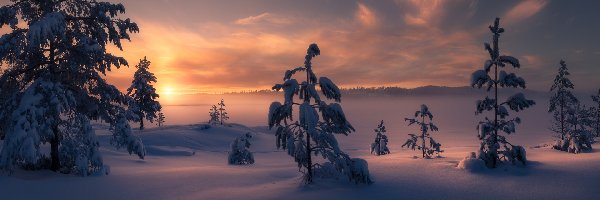 Wschód słońca, Ośnieżone Drzewa, Zima