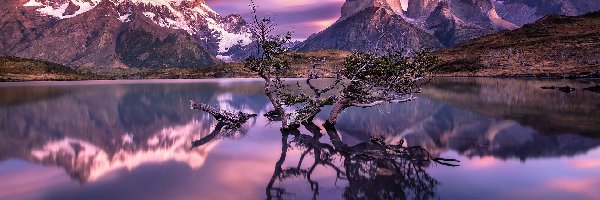 Wschód słońca, Jezioro Pehoe, Chile, Drzewa, Masyw Torres del Paine, Zanurzone, Konary, Park Narodowy Torres del Paine, Góry Cordillera del Paine, Patagonia