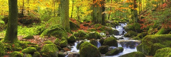 Las, Rzeka, Drzewa, Jesień, Kamienie