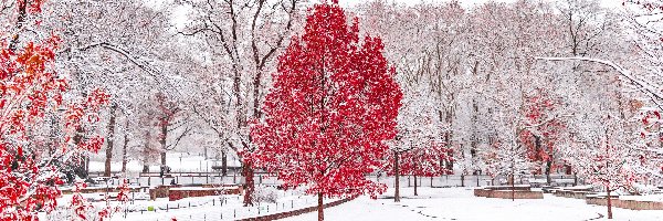 Czerwone, Park, Drzewa, Liście, Śnieg, Zima