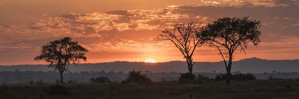 Uganda, Drzewa, Kisoro, Afryka, Chmury, Zachód słońca