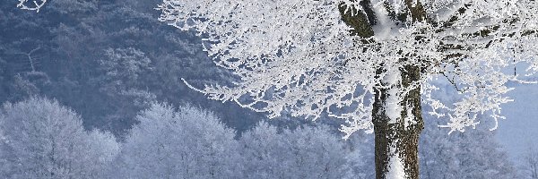Śnieg, Drzewo, Ławka, Las, Oszronione, Zima