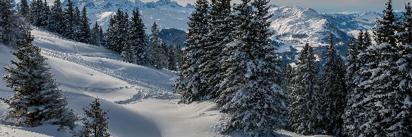 Drzewa, Góry, Szwajcaria, Kanton Schwyz, Zaśnieżone, Świerki, Hoch-Ybrig, Zima