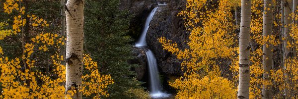 Brzozy, Las, Stany Zjednoczone, Kolorado, Drzewa, Wodospad, Nellie Creek Falls, Jesień
