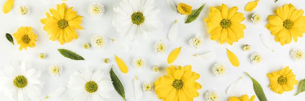Kwiaty, Białe, Płatki, Chryzantemy, Żółte