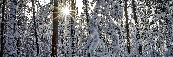 Zima, Śnieg, Las, Promienie słońca, Drzewa