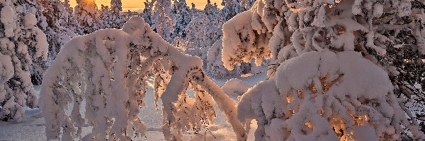 Drzewa, Śnieg, Ośnieżone, Ślady, Zima, Wschód słońca