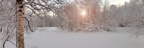 Zima, Brzozy, Drzewa, Przebijające światło, Śnieg