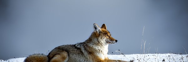 Kojot, Zima, Śnieg