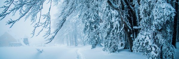 Ścieżka, Drzewa, Śnieg, Mgła, Las, Zima