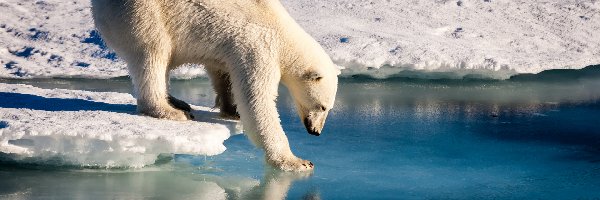 Lód, Śnieg, Niedźwiedź polarny