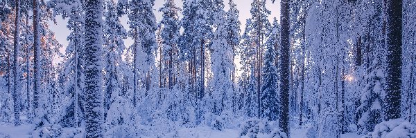 Zima, Ośnieżone, Las, Krzewy, Drzewa