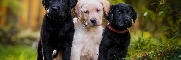 Psy, Labradory retrievery, Szczeniaki, Trzy