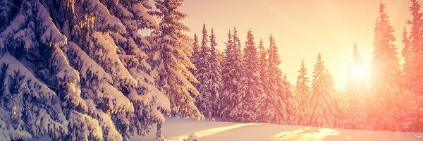 Wschód słońca, Drzewa, Ośnieżone, Śnieg, Zima
