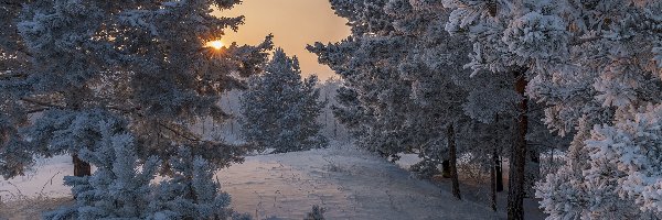 Zima, Drzewa, Wschód słońca, Śnieg, Sosny
