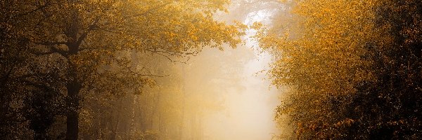 Las, Droga, Drzewa, Mgła, Jesień