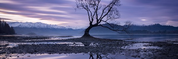 Nowa Zelandia, Góry, Odbicie, Wanaka, Jezioro, Wyspa Południowa, Drzewo