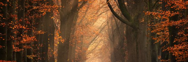 Jesień, Drzewa, Ścieżka, Las