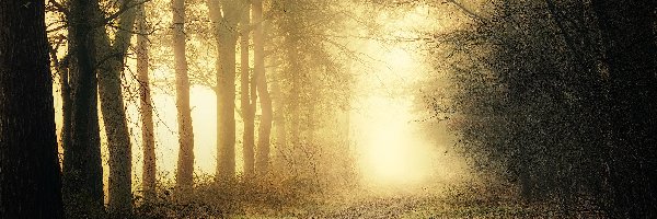 Drzewa, Przebijające światło, Mgła, Jesień, Droga, Park
