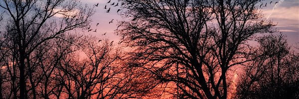 Drzewa, Ptaki, Zachód słońca