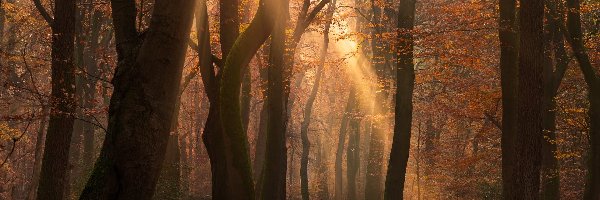 Las, Jesień, Drzewa, Przebijające Światło, Ścieżka