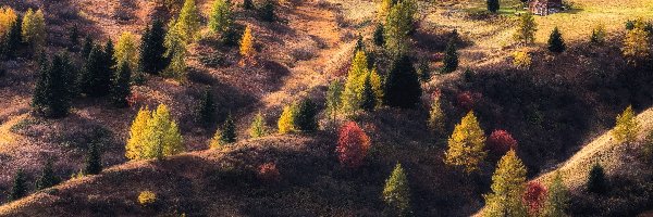 Jesień, Drzewa, Kolorowe, Pagórki, Domki